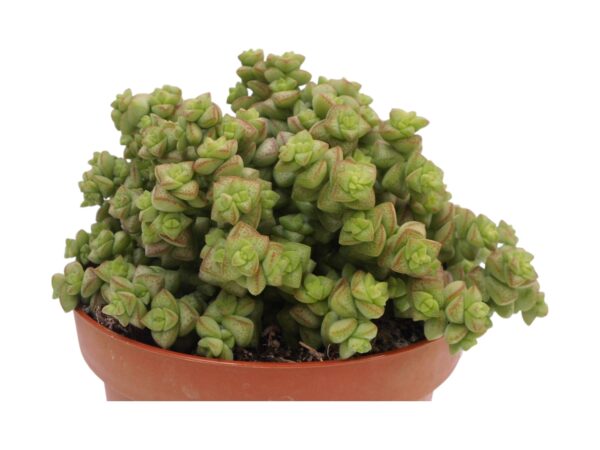 CRASSULA TOM THUMB