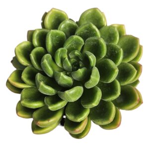 CREMNERIA CHUBBS