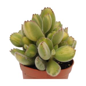 Cotyledon ladismithiensis mediopicta