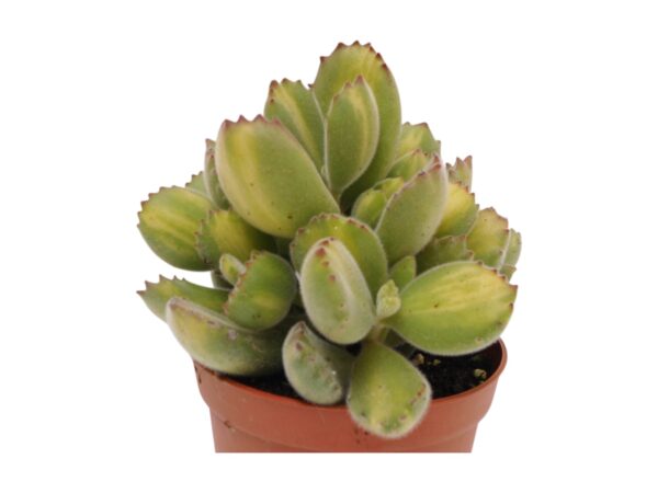 Cotyledon ladismithiensis mediopicta