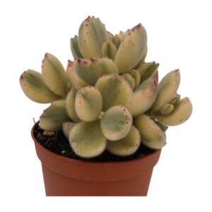 Cotyledon ladismithiensis variegata