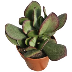 Crassula arborescens