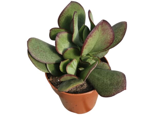 Crassula arborescens