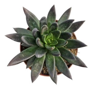 ECHEVERIA AFFINIS