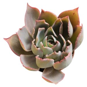 ECHEVERIA AFTERGLOW