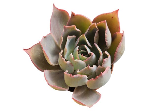ECHEVERIA AFTERGLOW