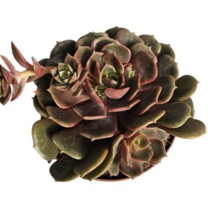 ECHEVERIA AGAVOIDES MONT