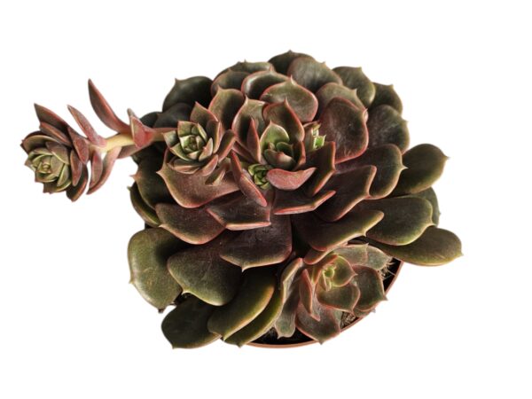 ECHEVERIA AGAVOIDES MONT