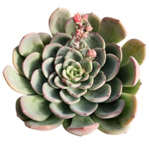ECHEVERIA AGAVOIDES SALMON