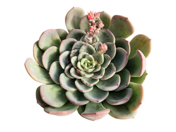 ECHEVERIA AGAVOIDES SALMON