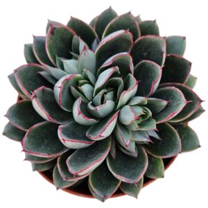 ECHEVERIA ALITA