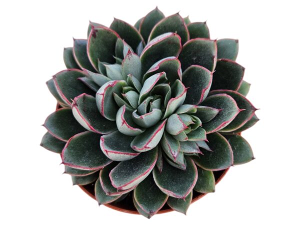 ECHEVERIA ALITA