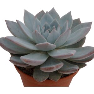ECHEVERIA BLUE BIRD