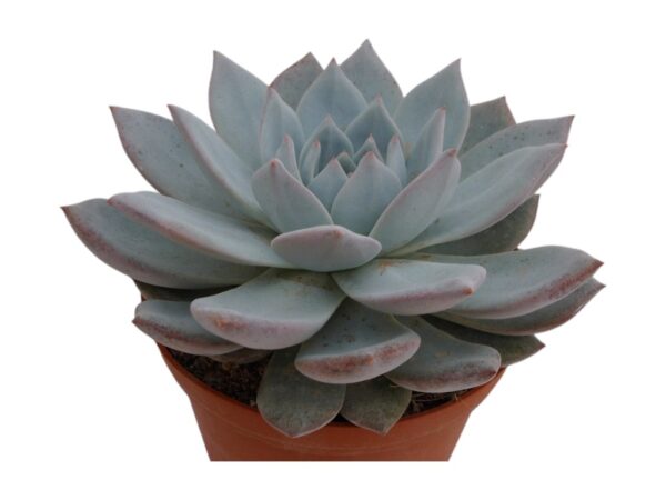 ECHEVERIA BLUE BIRD