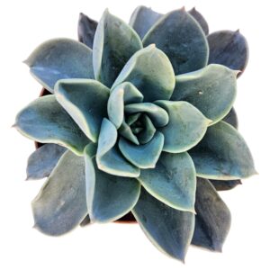 ECHEVERIA BLUE PRINCE