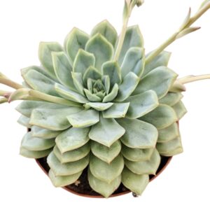 ECHEVERIA CALIFORNIA QUEEN