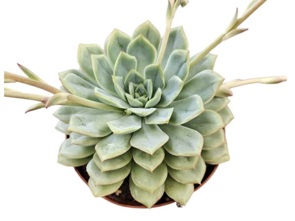 ECHEVERIA CALIFORNIA QUEEN