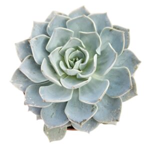 ECHEVERIA CANADIAN