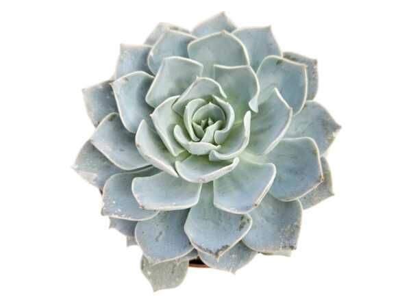 ECHEVERIA CANADIAN