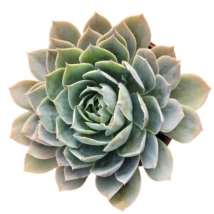 ECHEVERIA DOMINGO