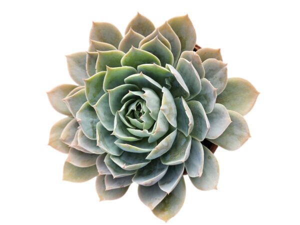 ECHEVERIA DOMINGO
