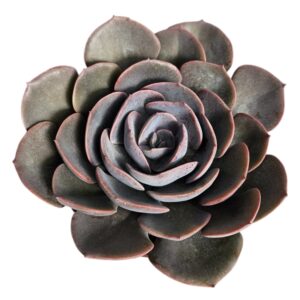 ECHEVERIA DUSTY ROSE