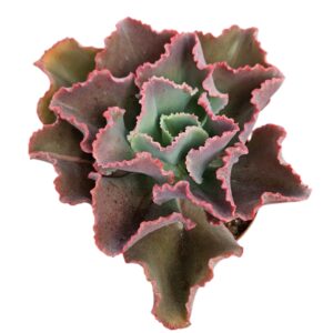 ECHEVERIA FIRST LADY