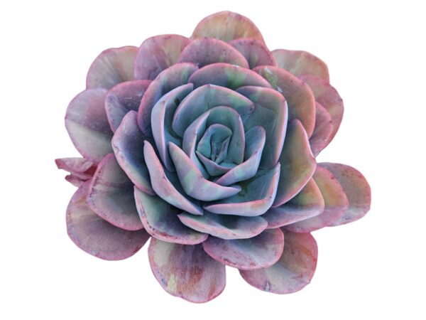 ECHEVERIA GREEN PACIFIC