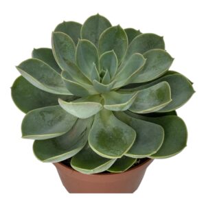 ECHEVERIA GREEN PEARL