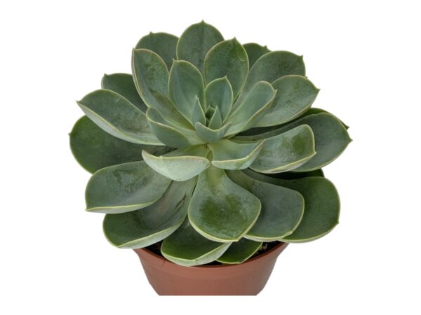 ECHEVERIA GREEN PEARL