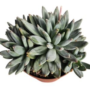 ECHEVERIA HOOKERII