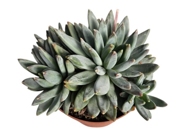 ECHEVERIA HOOKERII