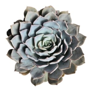 ECHEVERIA LAULENSIS