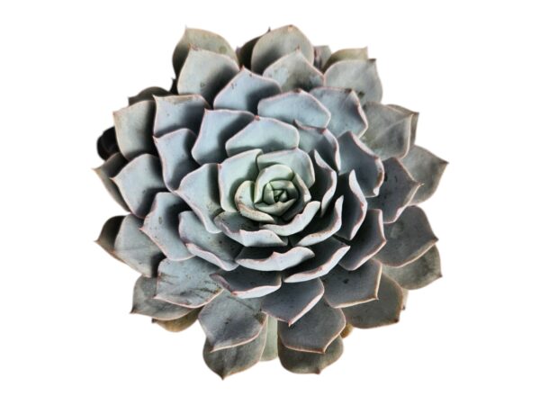 ECHEVERIA LAULENSIS