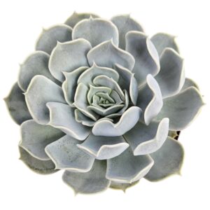 ECHEVERIA LILACINA