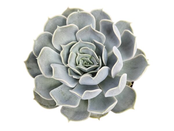 ECHEVERIA LILACINA