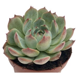 ECHEVERIA LINDSAYANA