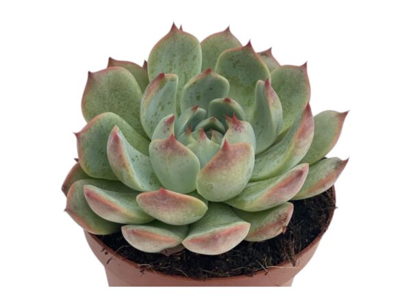 ECHEVERIA LINDSAYANA