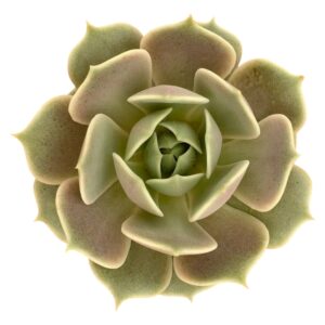 ECHEVERIA LOLA