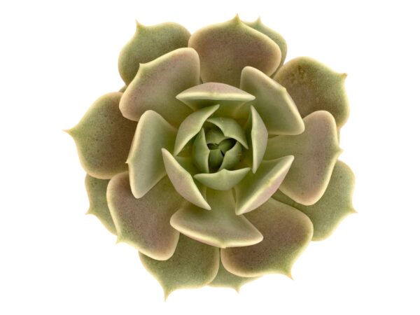 ECHEVERIA LOLA