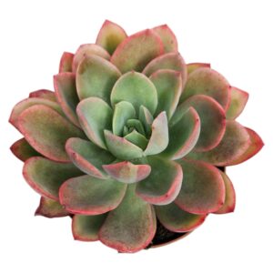 ECHEVERIA LUELLA