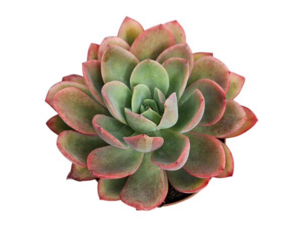 ECHEVERIA LUELLA