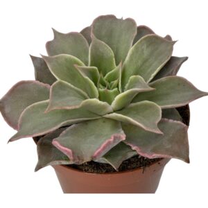 ECHEVERIA MADIBA