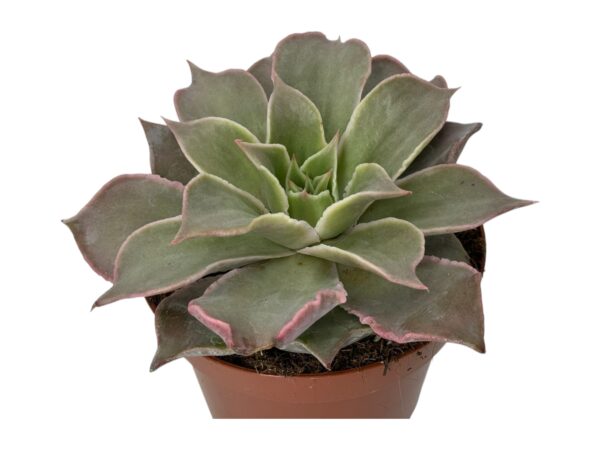 ECHEVERIA MADIBA