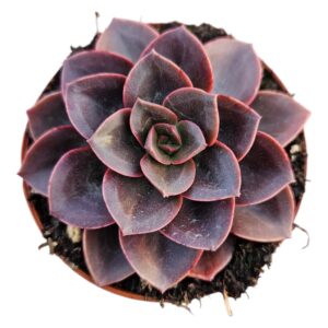 ECHEVERIA MELACO