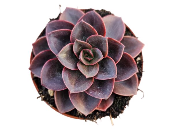 ECHEVERIA MELACO