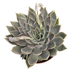 ECHEVERIA MENSA