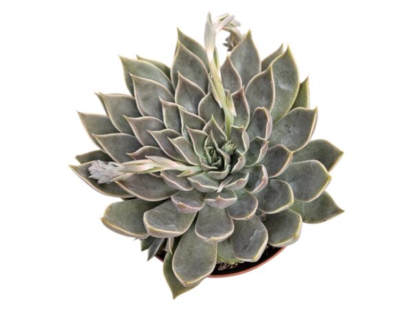 ECHEVERIA MENSA