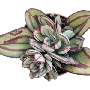 ECHEVERIA NODULOSA