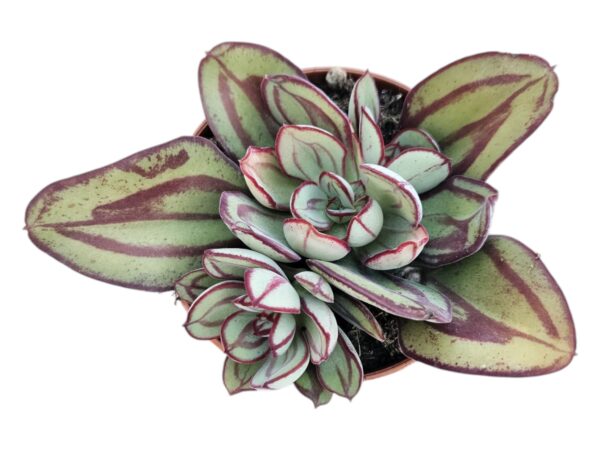 ECHEVERIA NODULOSA